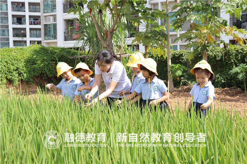 1648602112902651.jpg “水稻叶子好像有点刺手,我们一起摸一摸,感受一下”.JPG